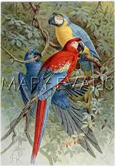 Macaws: THREE MACAWS
