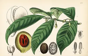 Nutmeg: Mace and nutmeg, Myristica fragrans