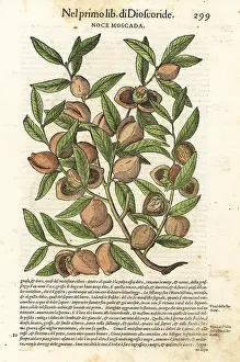 Mattioli: Mace and nutmeg, Myristica fragrans