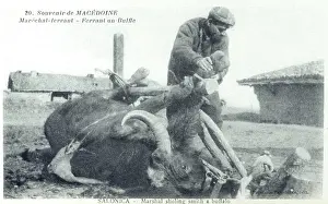 Shoeing: Macedonia - Blacksmith shoeing a Buffalo