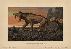 Saber Toothed: Machaidorus neogaeus, Smilodon neogaeus, saber-toothed