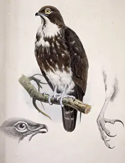 Accipitridae: Macheiramphus alcinus, bat hawk