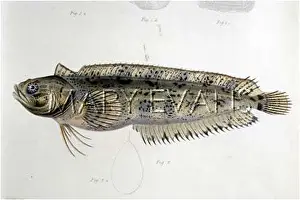 Scomber: MACKEREL (CURTIS)
