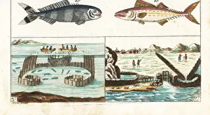 Regalis: Mackerel fishing methods, pilot fish and painted mackerel