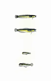 Glauca: Mackerel Midge and Thompson's Midge