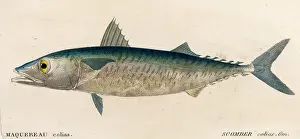 Mackerel: Mackerel, or Scomber Colias