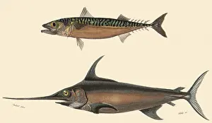 Swordfish: A Mackerel and a Swordfish