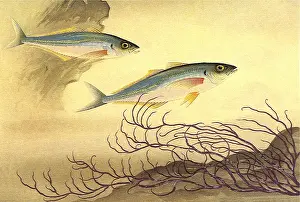 Seaweed: Mackerels