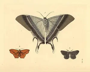 Ventral: Macleay's swallowtail, dark umber and chain-dotted geometer