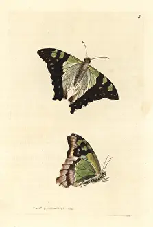 Leach: Macleay's swallowtail, Graphium macleayanus