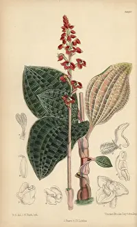 Hand Coloured: Macodes javanica, native of Java, Indonesia