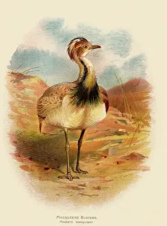 Bustard: Macqueen's Bustard