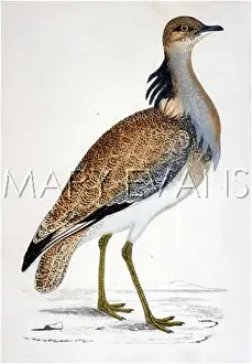 Bustard: MACQUEEN'S BUSTARD