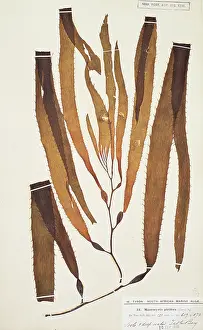 Alga: Macrocystis pyrifera, giant kelp