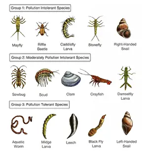 Leech: Macroinvertebrates Chart, Pollution Tolerance