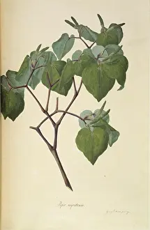 Pepper: Macropiper excelsum, kawakawa pepper tree