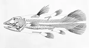 Dissection: Macropoma lewesiensis, an extinct coelacanth fish