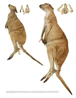 Marsupialia: Macropus antilopinus, antilopine wallaby