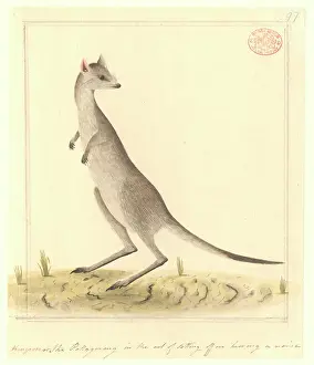 Marsupialia: Macropus giganteus, eastern gray kangaroo