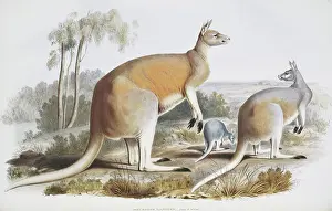 Marsupialia: Macropus laniger, great red kangaroo