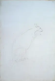 Endeavour: Macropus sp. kangaroo