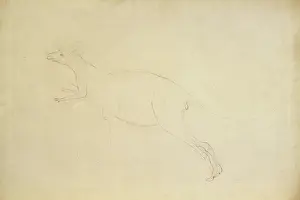 Endeavour: Macropus sp. kangaroo