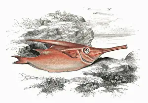 Scolopax: Macroramphosus scolopax, or Longspine Snipefish