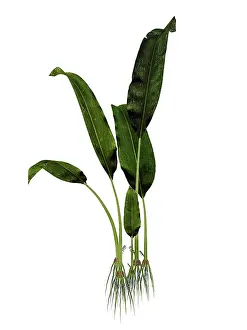 Vascular: Macrotaeniopteris prehistoric plant