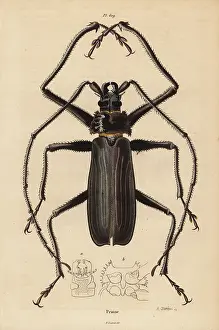 Dhistoire: Macrotoma hayesii beetle