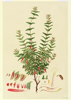 Bauer: Macrotropis formosa