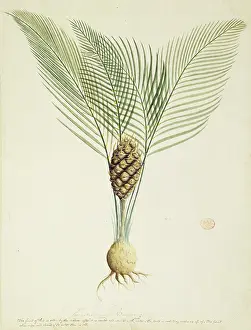 Watling: Macrozamia communis, burrawang palm