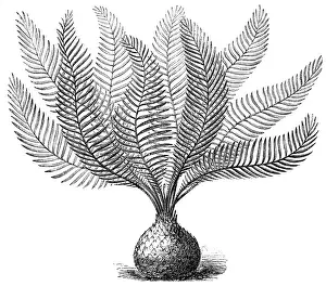 Zamiaceae: Macrozamia Spiralis plant