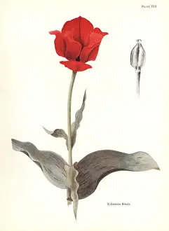 Dykes: Maculate tulip, Tulipa greigii