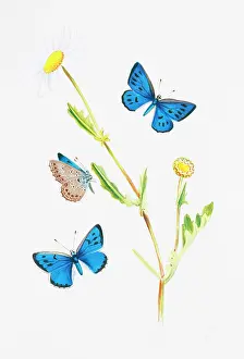 Gossamer: Maculinea arion, large blue