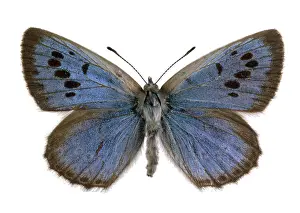 Gossamer: Maculinea arion, large blue