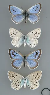 Gossamer: Maculinea arion, large blue butterfly