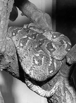 Constrictor: MADAGASCAN BOA
