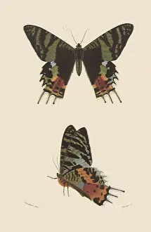 Arthropods: Madagascan Day Flying Uranid Moth