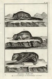 Antonio Baratti: Madagascan rousette, Siberian flying squirrel