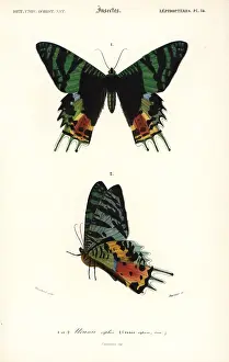 Dorbigny: Madagascan sunset moth, Chrysiridia rhipheus