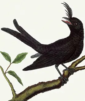 Martinet: Madagascar Drongo, Dicrurus forficatus