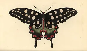 Antenor: Madagascar giant swallowtail butterfly, Pharmacophagus