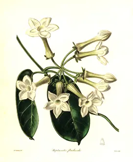 Floribunda: Madagascar jasmine, Marsdenia floribunda