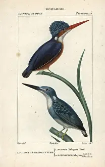 Jean Francois: Madagascar kingfisher, Alcedo vintsioides