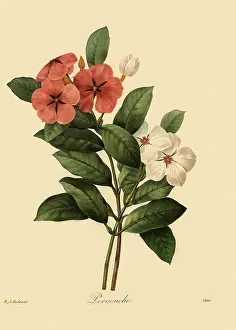 Periwinkle: Madagascar Periwinkle