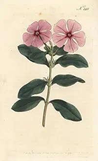 Periwinkle: Madagascar periwinkle, Catharanthus roseus
