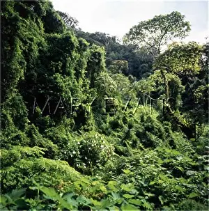Verdant: MADAGASCAR/RAINFOREST