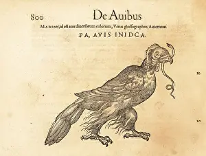 De Avibus: Madagascar serpent eagle, Eutriorchis astur. Endangered