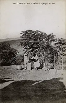 Pestle: Madagascar - Shelling (De-husking) Rice
