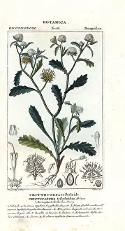 Verico: Madam gorgon, Acicarpha tribuloides